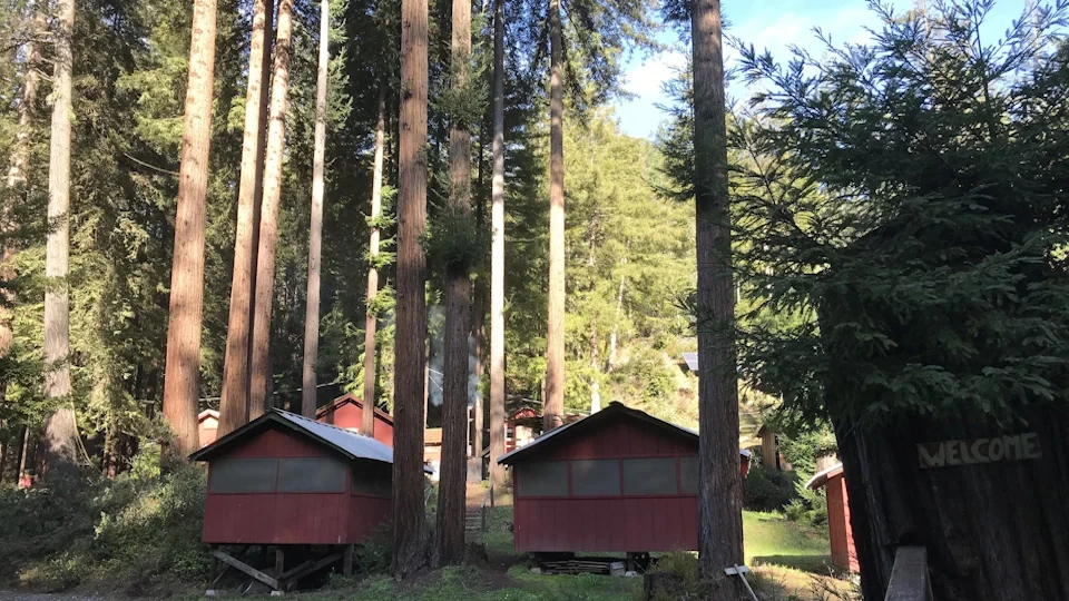 Camp Noyo cabins and towering Redwoods